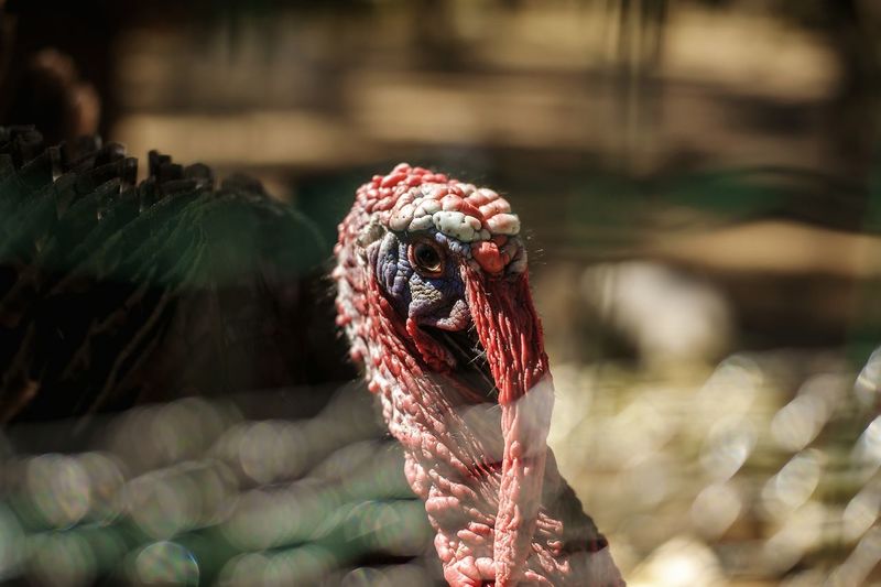 Close-up of turkey bird