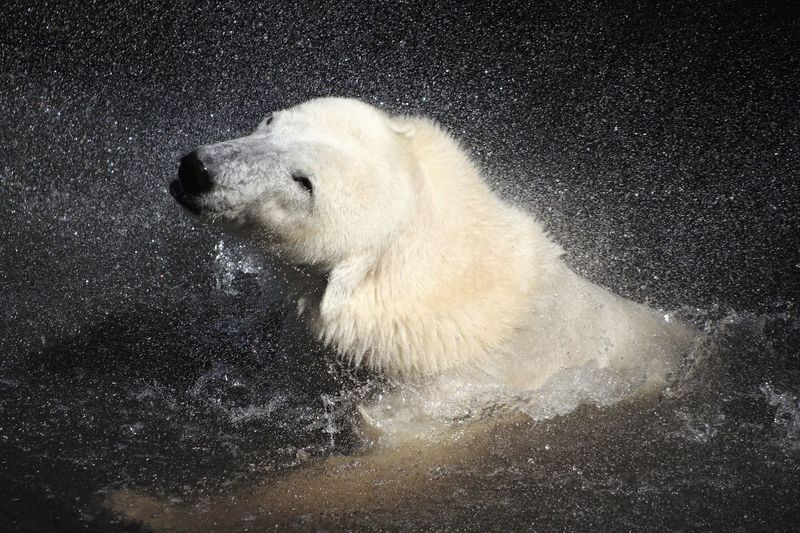 High angle view of polar bear in water