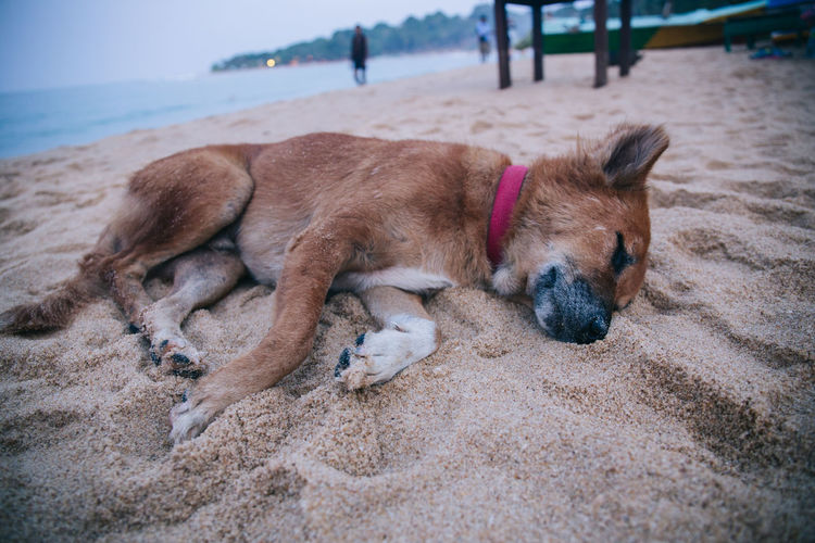 Close-up of dog relaxing on sand at beach