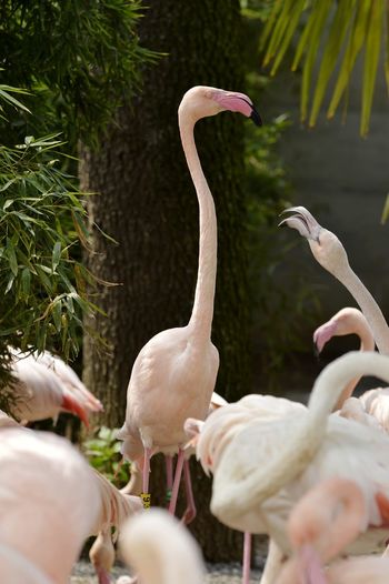 View of birds perching