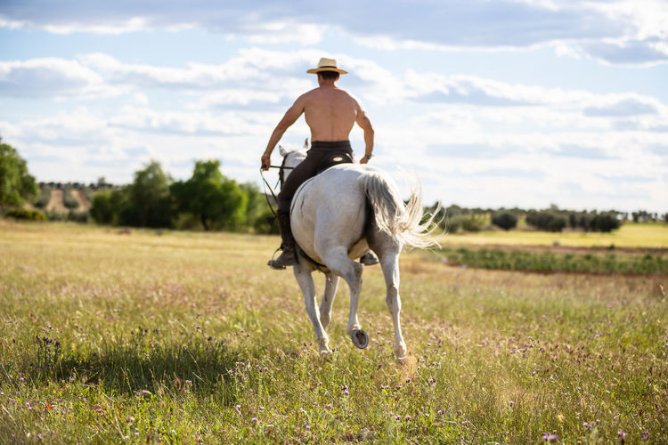 Horse in a field