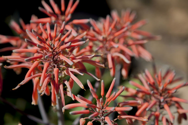Close-up of red flowering plant