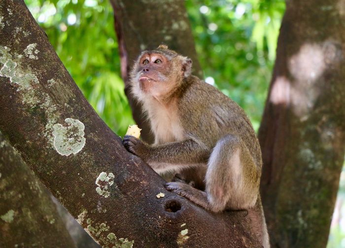 Monkey sitting on a tree