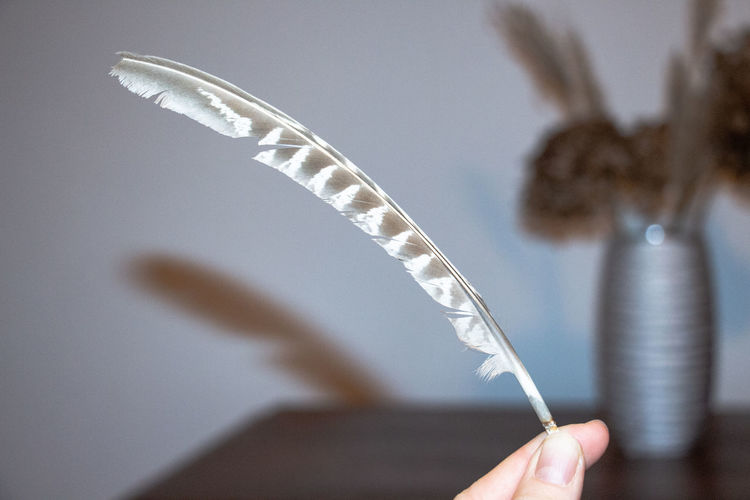 Close-up of hand holding feather