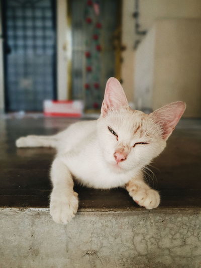 Portrait of white cat sitting on floor