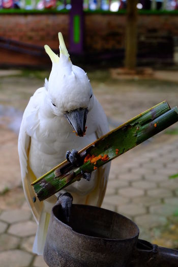 Close-up of cockatoo eating food