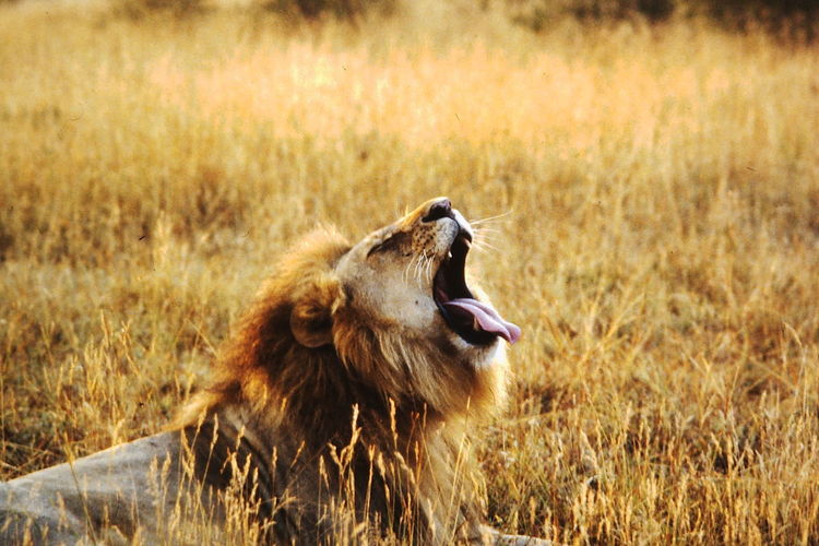 Close-up of lion relaxing on field