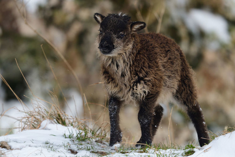 A black lamb in the snow 