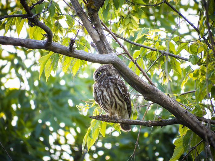 Little owl sitting in the tree