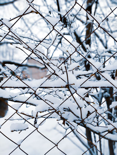 Close-up of snow covered branches