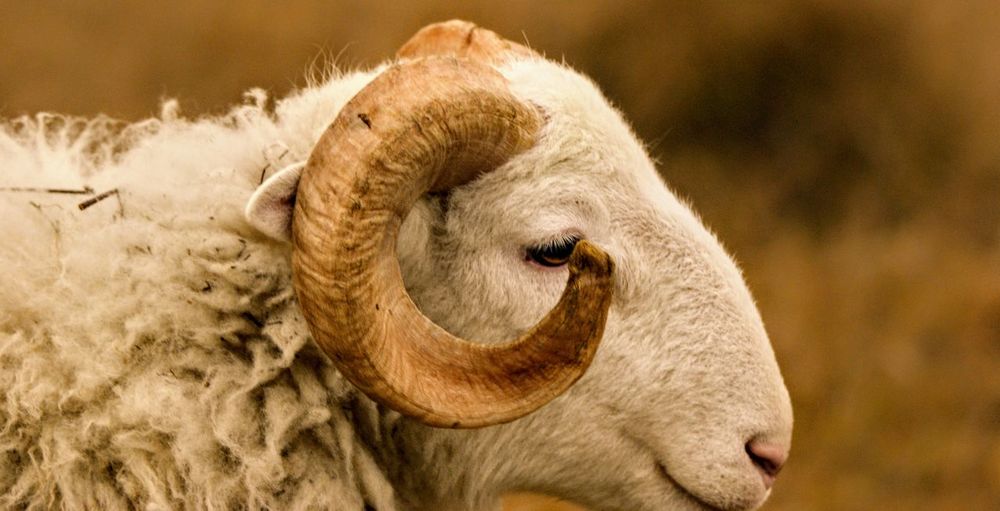 Close-up of a sheep
