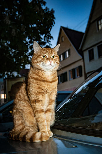 Close-up of cat by tree against sky