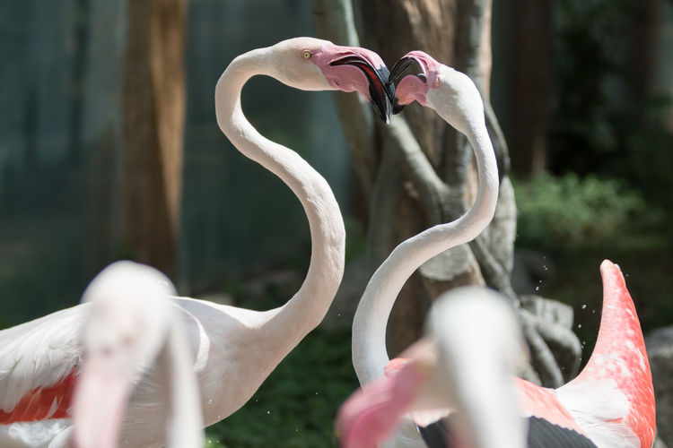 Close up of flamingos