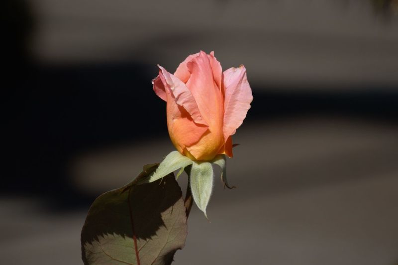 Close-up of pink rose
