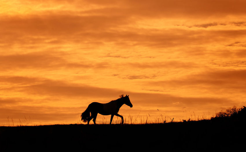 Silhouette horse on field against orange sky