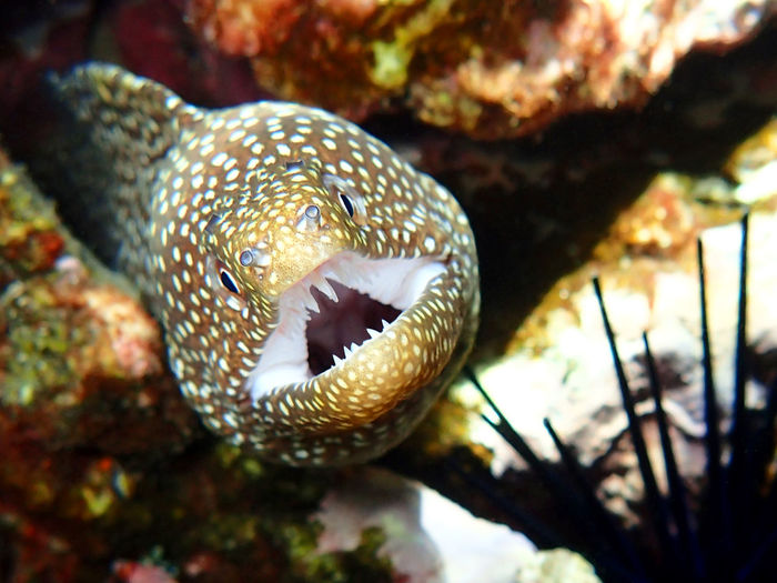 Close-up of moray eel swimming in sea