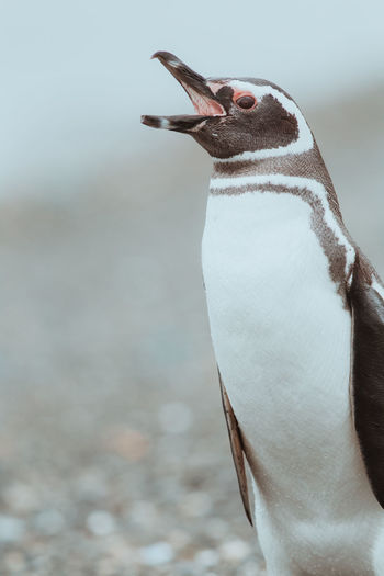 Penguin perching on land