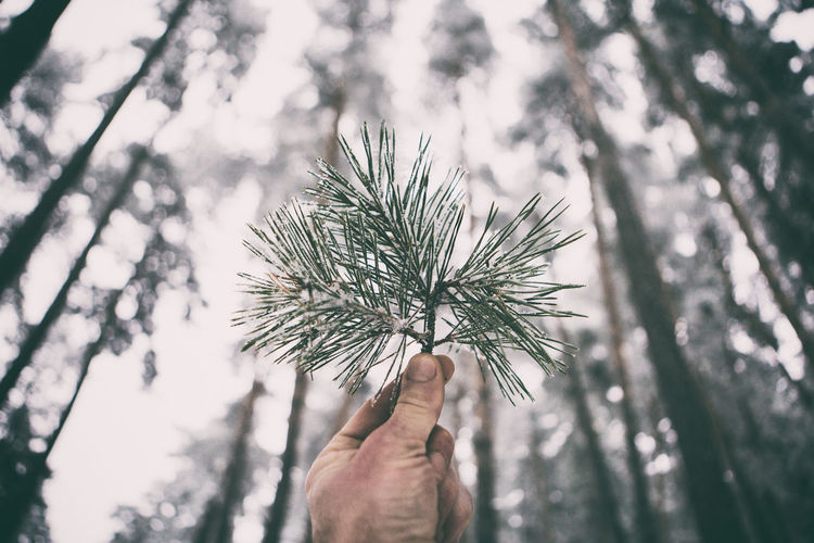 Close-up of hand holding tree against sky
