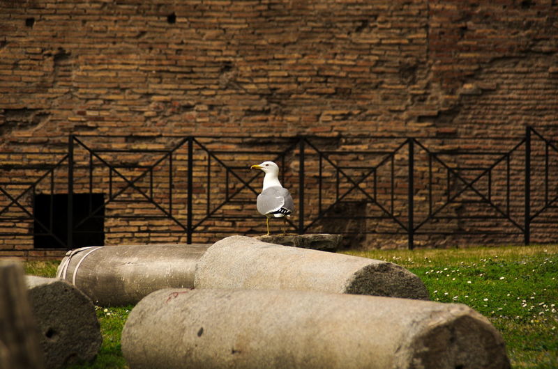 Bird perching on stone wall