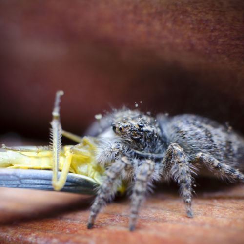 Close-up of spider with prey