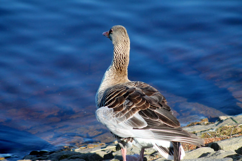 Close-up of bird on lake