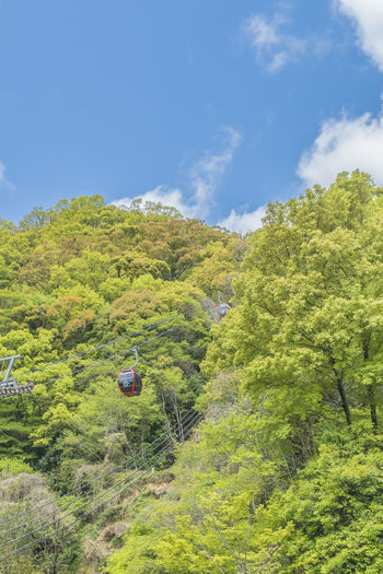 Trees and plants on land against sky