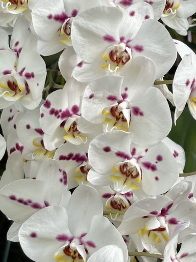 Close-up of white flowers