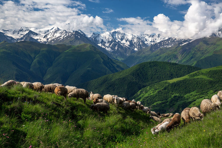 Mountains of chechnya in the caucasus. sheep in the mountains