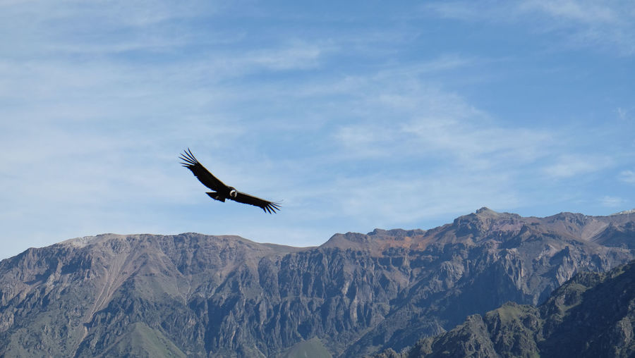 Bird flying over mountain range
