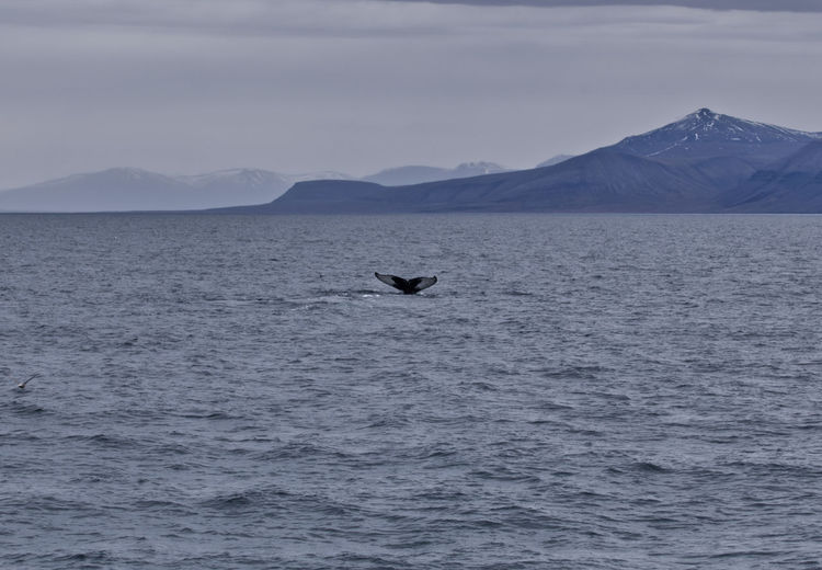 Scenic view of arctic ocean and mountains against sky with a sighting of a humpback whale