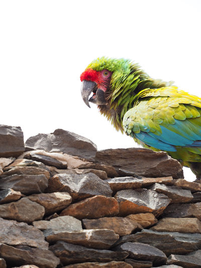 Close-up of parrot perching on wood against clear sky
