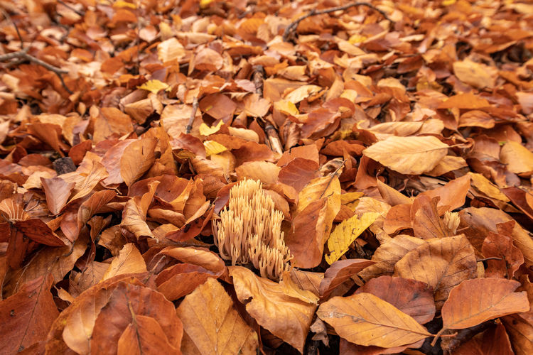 Full frame shot of dried autumn leaves
