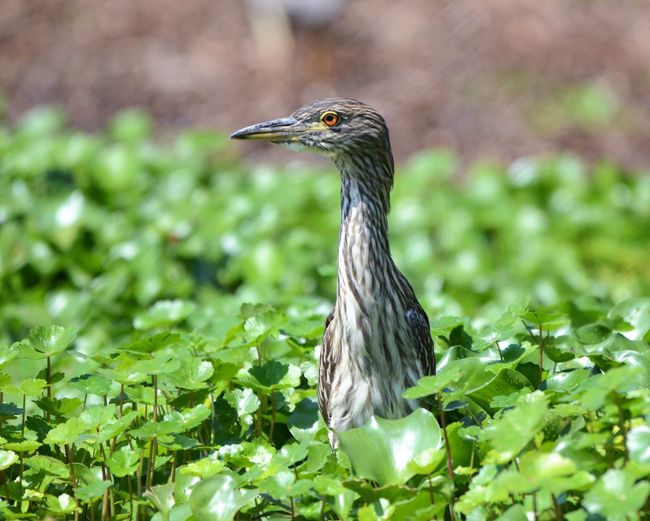 Close-up of gray heron on plant