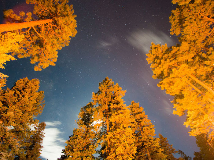 Autumn trees against sky at night