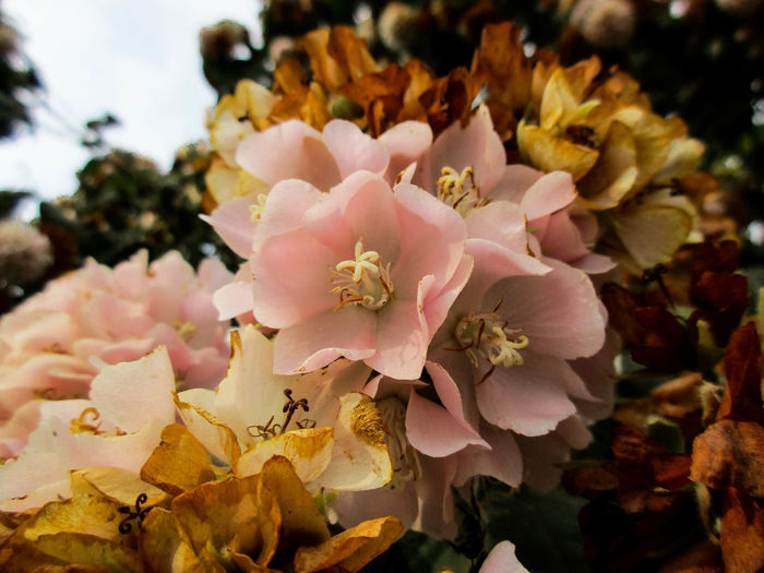 Close-up of pink cherry blossom