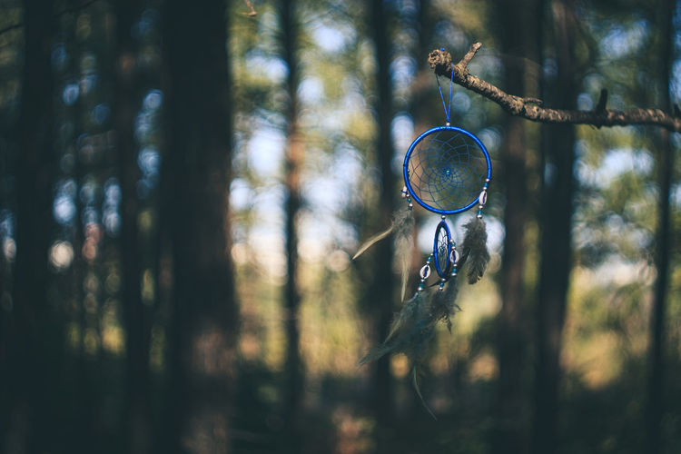 View of bubble in forest