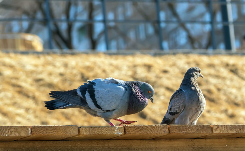 Close-up of bird perching on wood