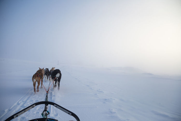 A beautiful husky dog team pulling a sled in beautiful norway morning scenery. 