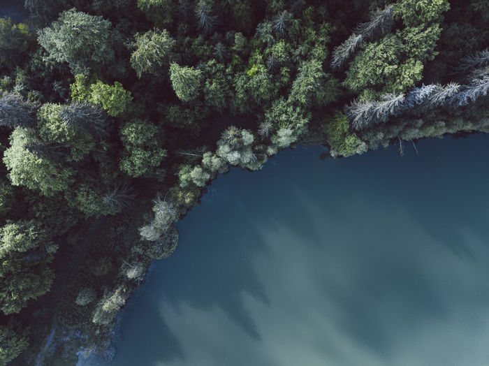 Aerial view of trees by sea 