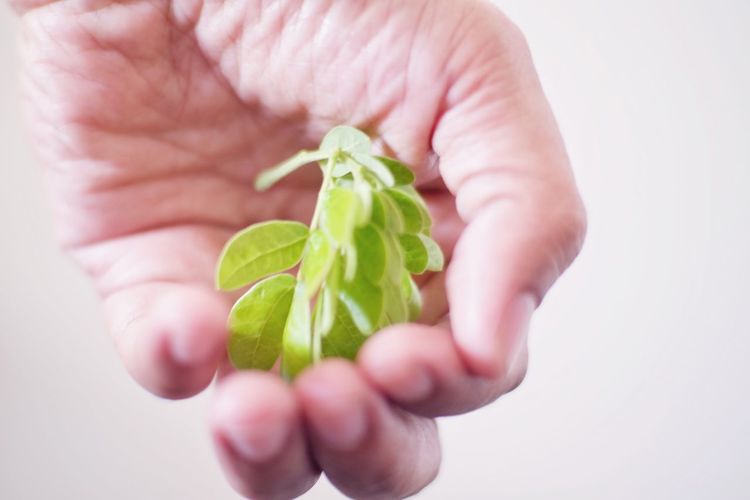 Close-up of hand holding plant over white background
