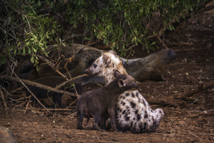 Hyenas sitting on land