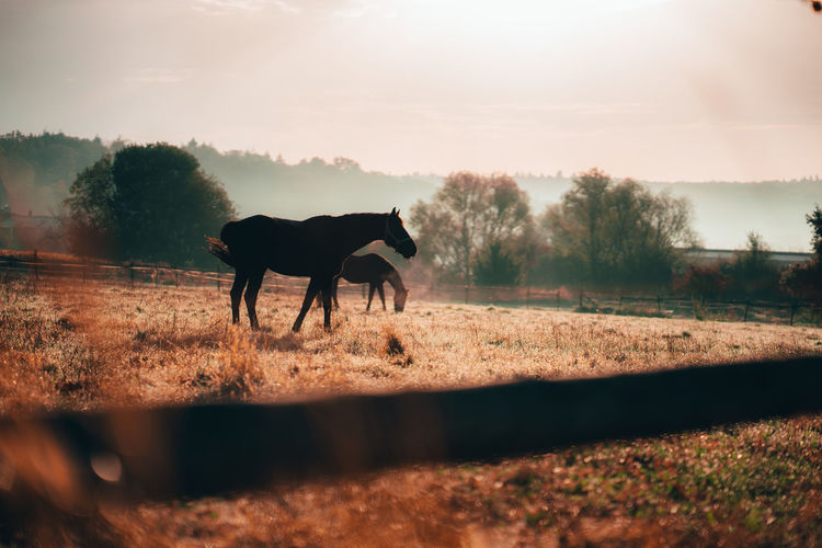 Horses standing in animal pen during sunset