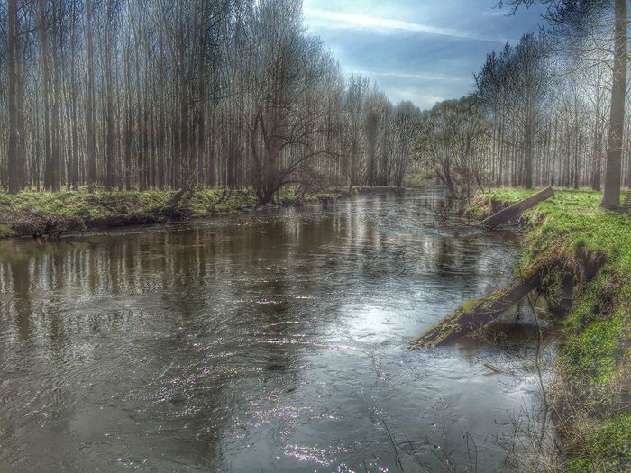 Scenic view of lake in forest against sky
