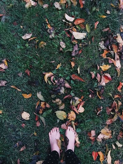 leaf