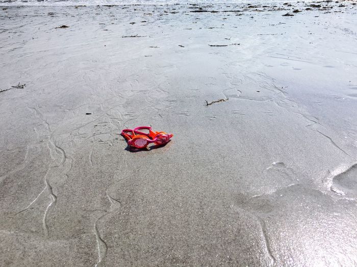 High angle view of red flower on beach