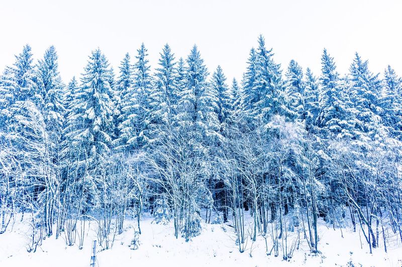 Frozen trees on landscape during winter