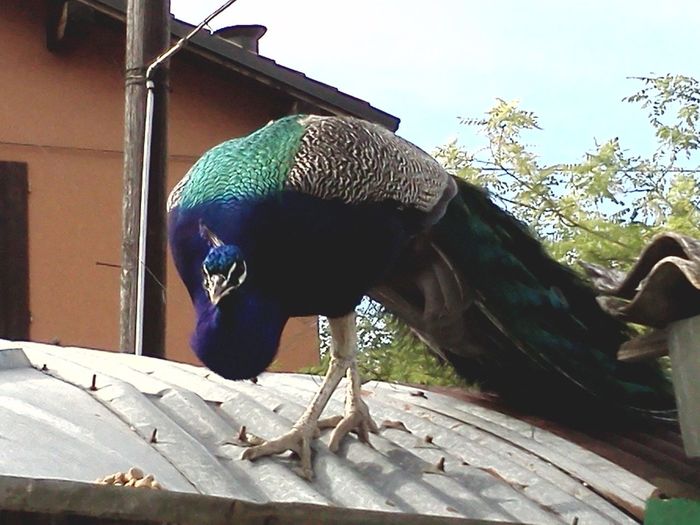 Close-up of bird perching outdoors