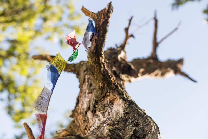 Close-up of flags on tree