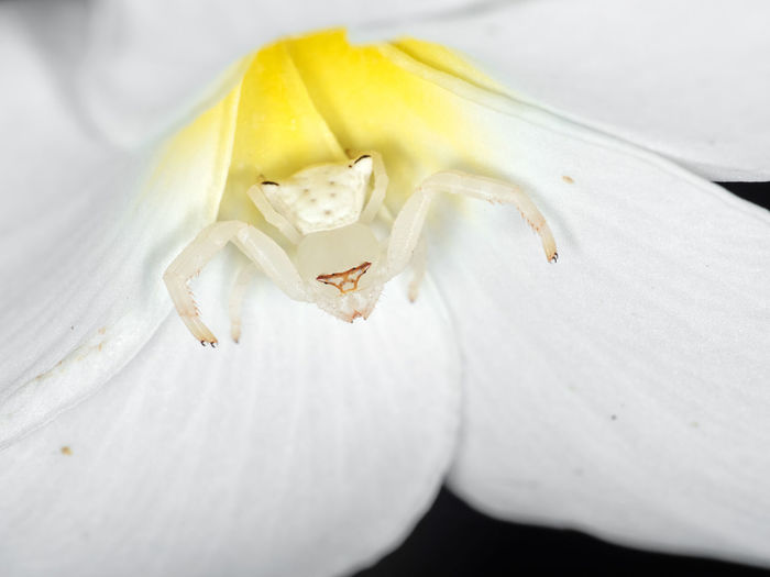 Close-up of spider on white flower