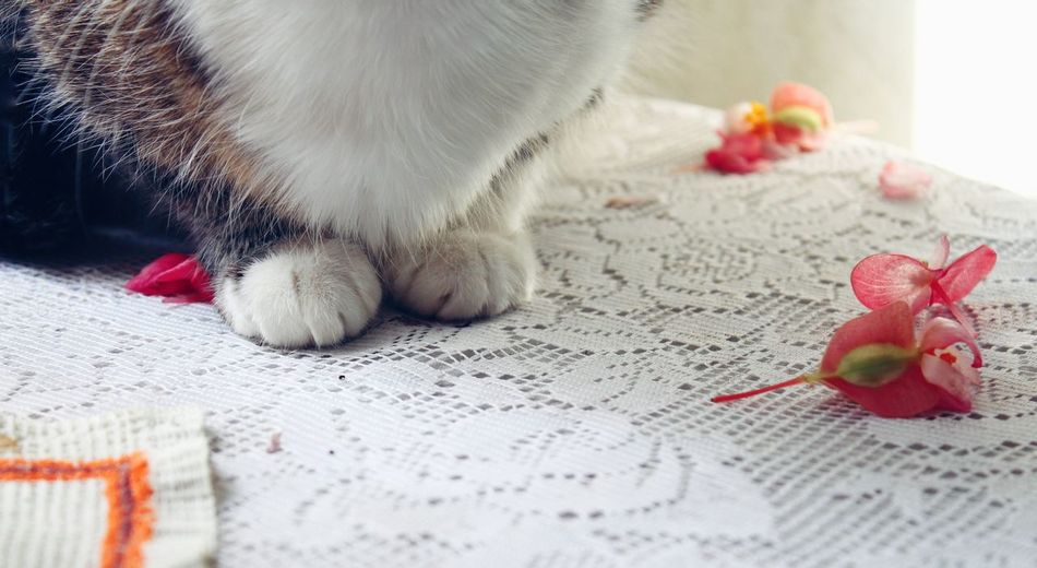 Cosiness is paws